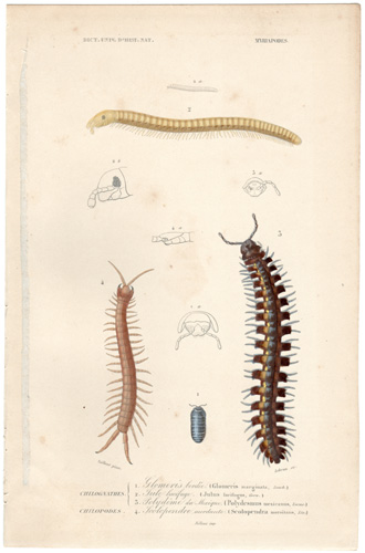 Millipede. etc.